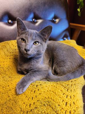 Propane, Young Domestic Short Hair (short coat), cat for adoption in Sumter, South Carolina