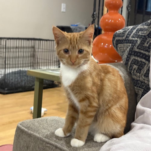 Cholula, an adoptable Tabby in Columbia, SC