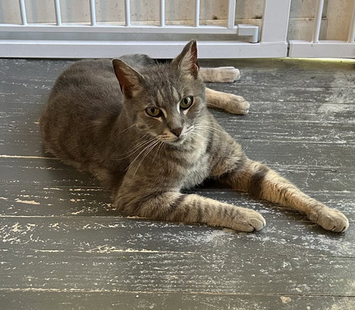 Rolphy, an adoptable Tabby in Columbia, SC