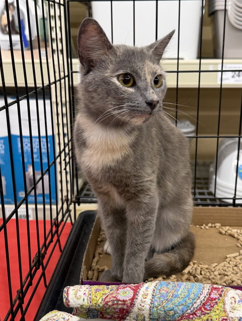 Wanda, an adoptable Dilute Tortoiseshell in Columbia, SC
