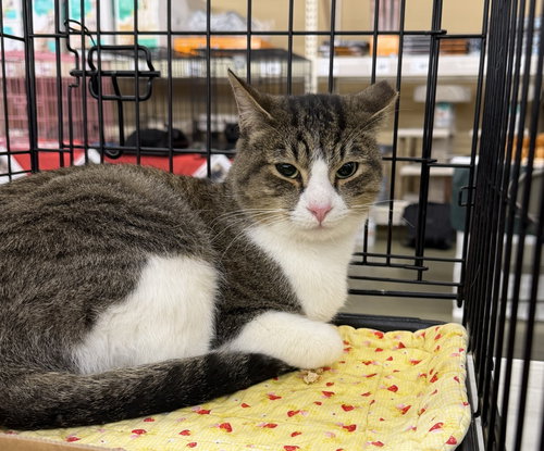 Hunter, an adoptable Tabby in Columbia, SC