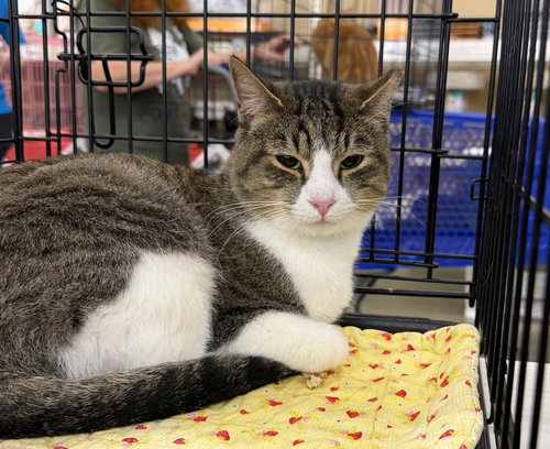 HUNTER - Tabby / Domestic Short Hair available for adoption
