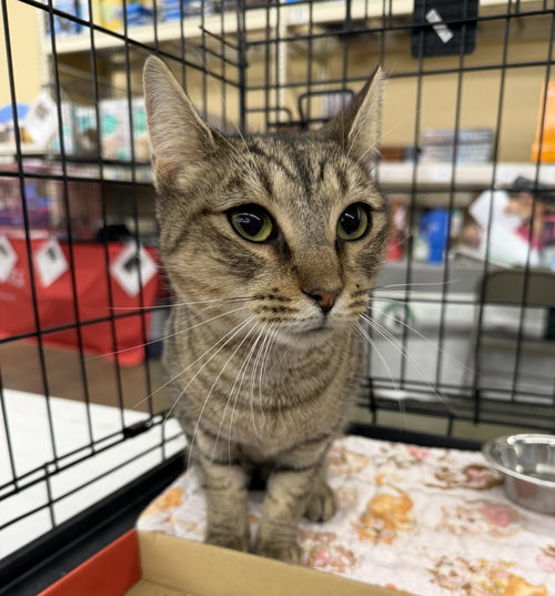 Truffle, an adoptable Tabby in Columbia, SC