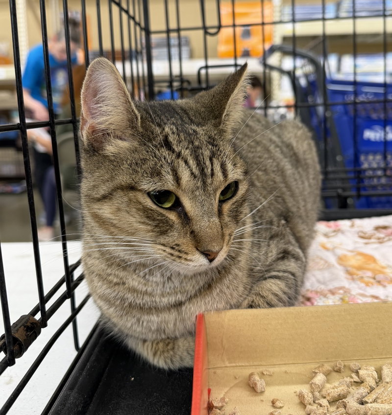 Truffle, an adoptable Tabby / Domestic Short Hair (short coat)
