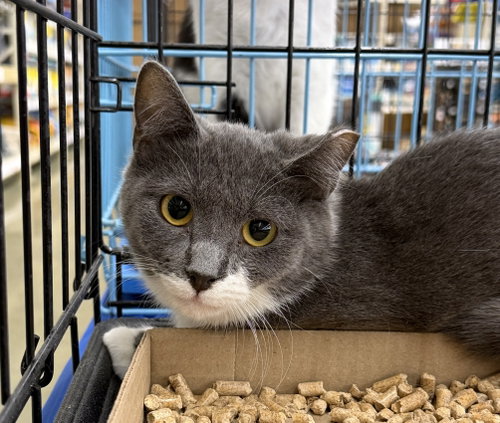 Liza, an adoptable Tuxedo in Columbia, SC