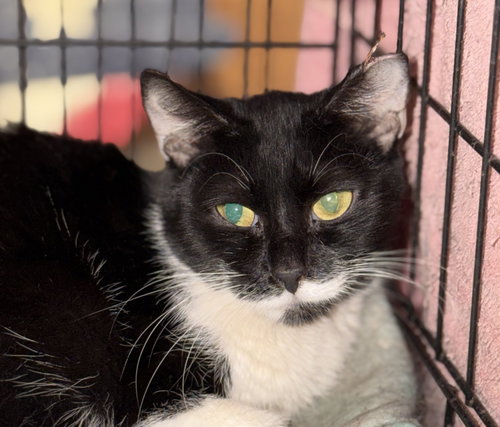 Erica, an adoptable Tuxedo in Columbia, SC