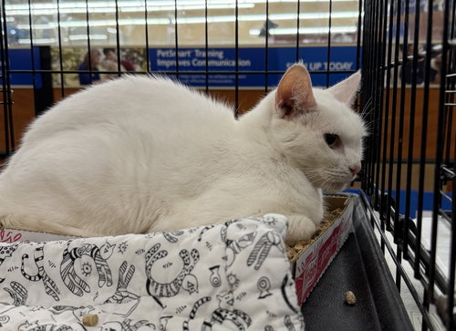 Daisy, an adoptable Domestic Short Hair in Columbia, SC