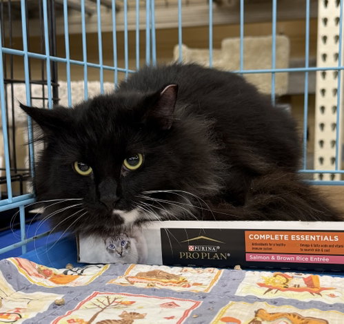 Digby, an adoptable Domestic Medium Hair in Columbia, SC