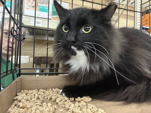 Digby, Young Domestic Medium Hair / Tuxedo / Mixed (medium coat), cat for adoption in Columbia, South Carolina