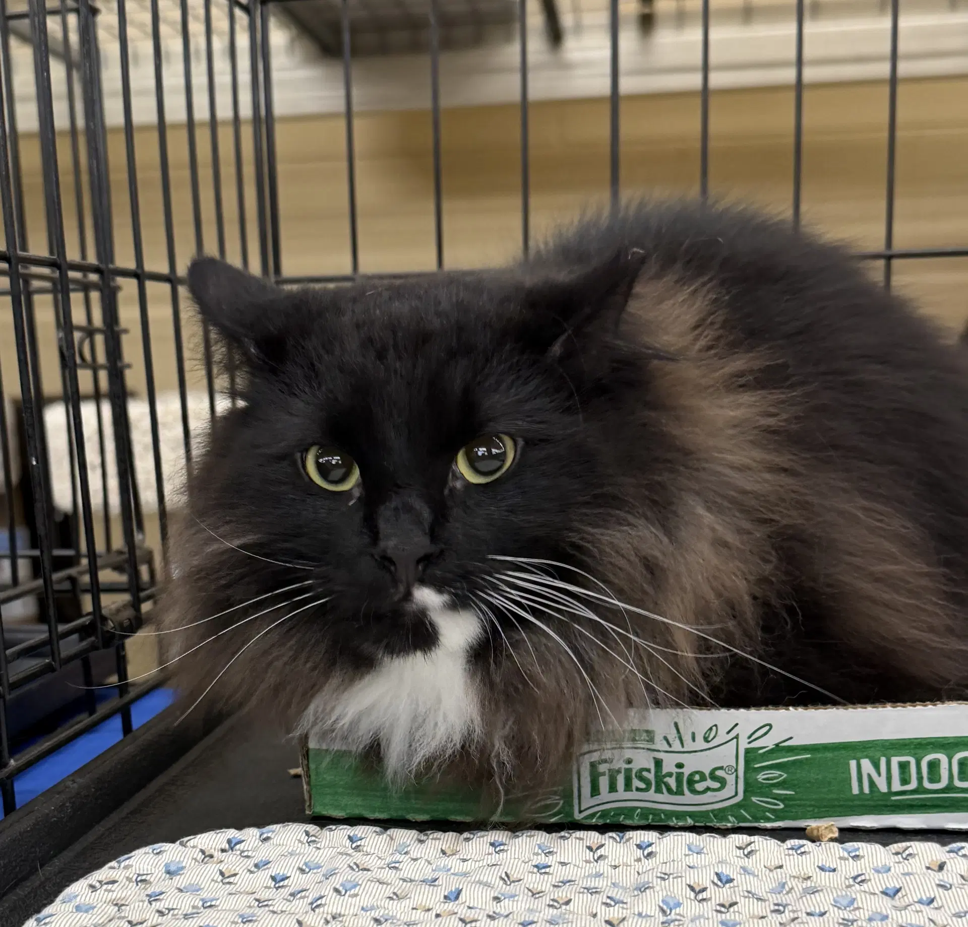 Digby - Domestic Medium Hair