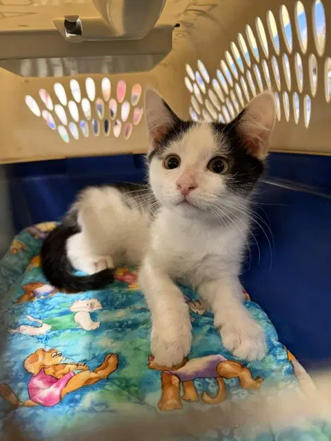 Avon - Domestic Short Hair