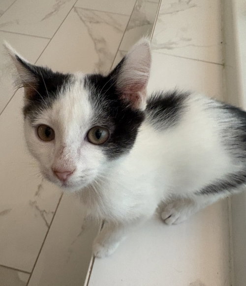 AVON - Domestic Short Hair available for adoption