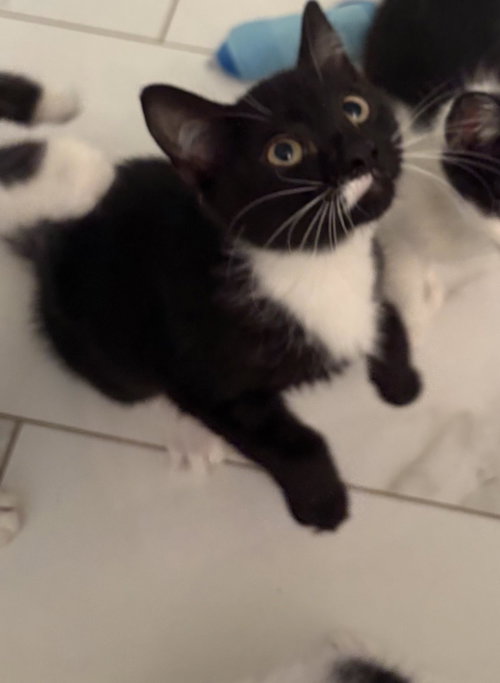 MAYBELINE - Tuxedo available for adoption