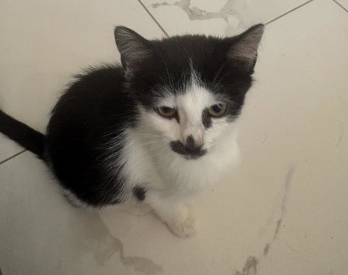 MARY KAY - Domestic Short Hair available for adoption