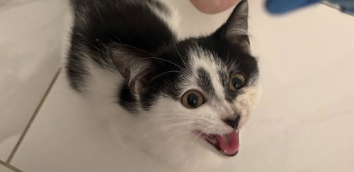 FLOWER - Domestic Short Hair available for adoption