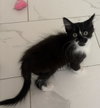 Biba - Photo 2