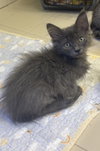 Sora - Photo 1