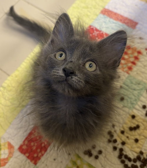 SORA - Russian Blue / Domestic Long Hair available for adoption
