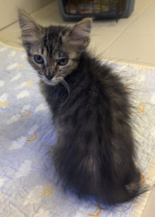 RUMI - Tabby / Domestic Long Hair available for adoption
