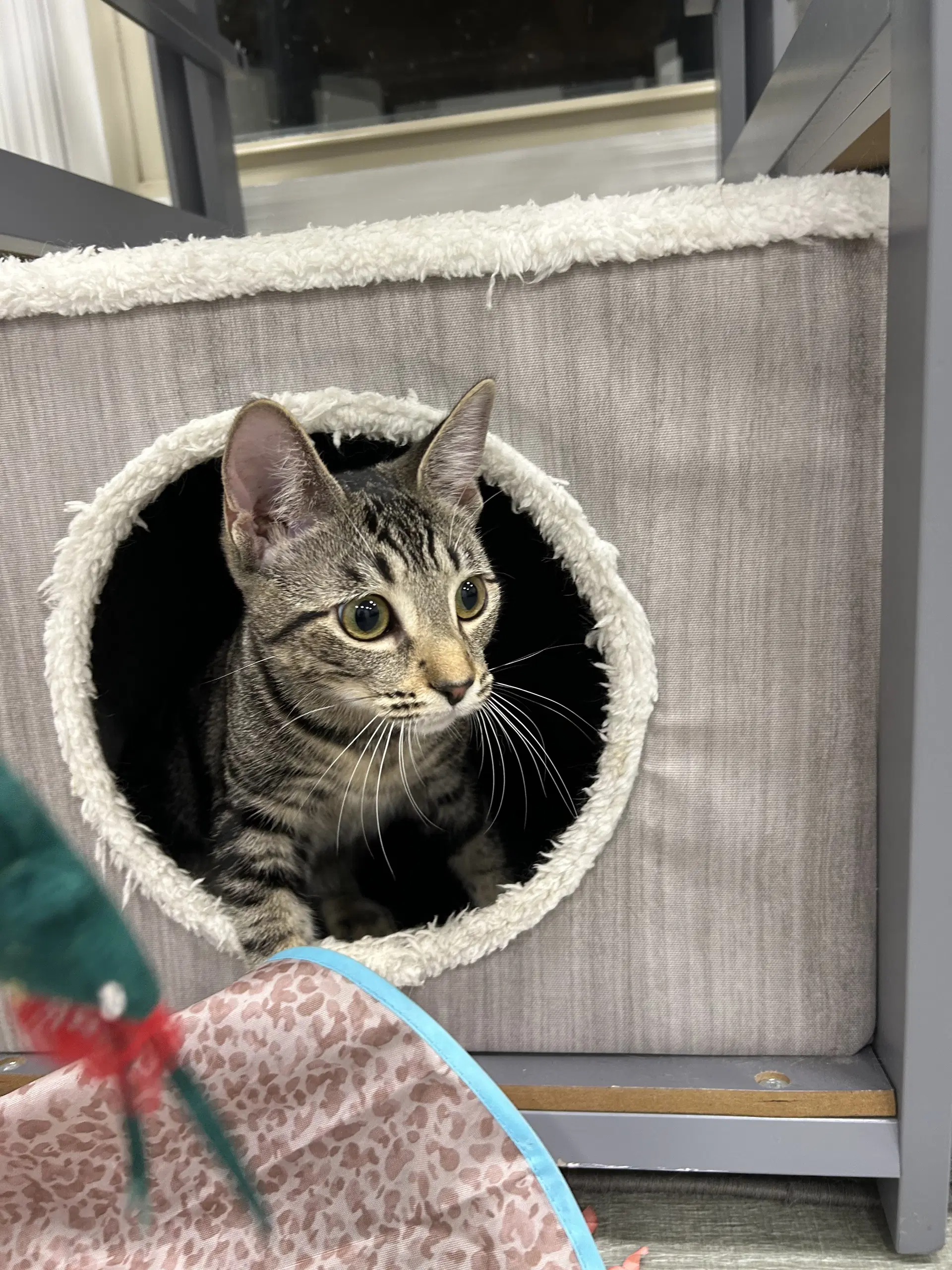 Mezza - Domestic Short Hair