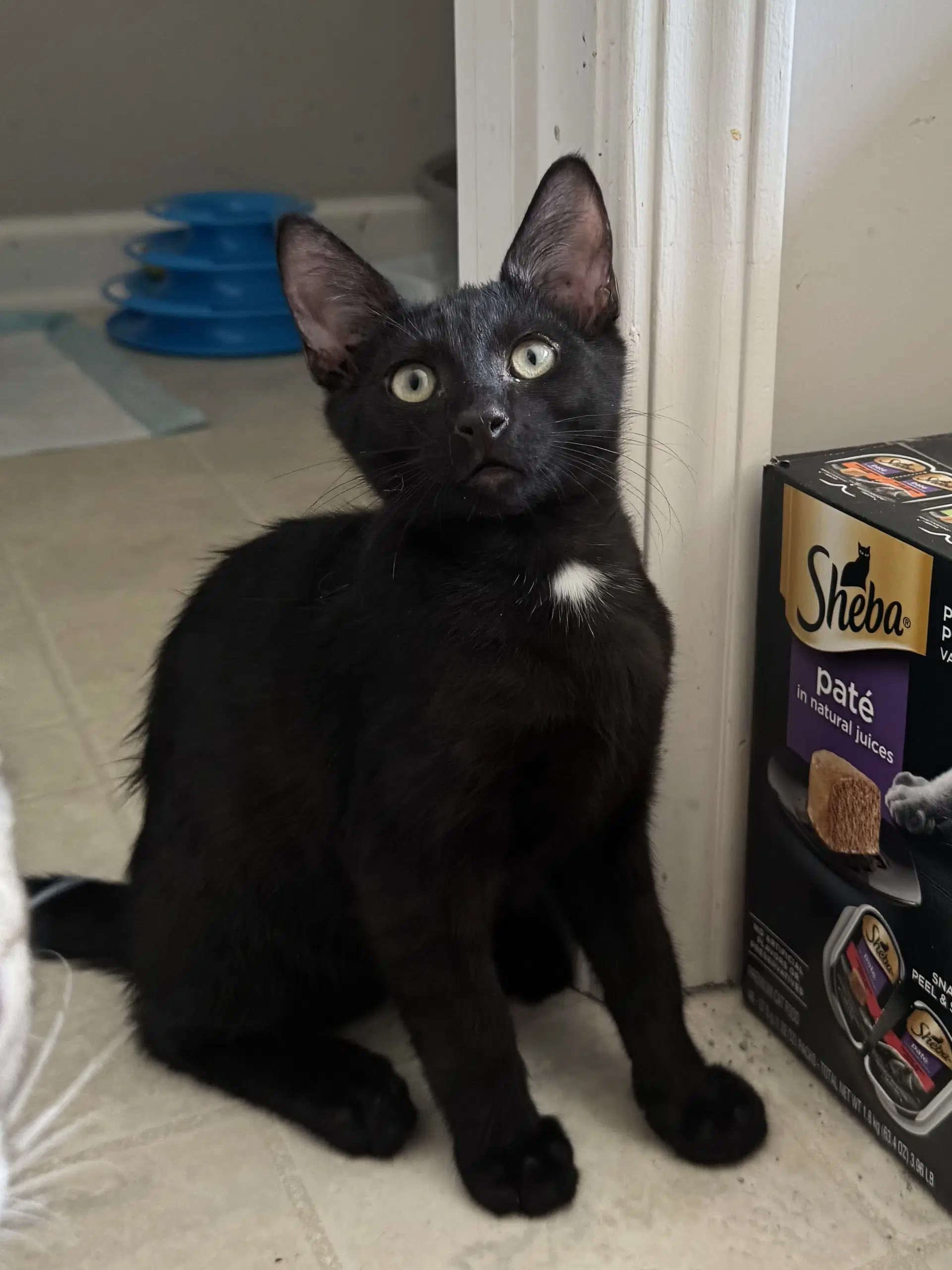 Grady - Domestic Short Hair