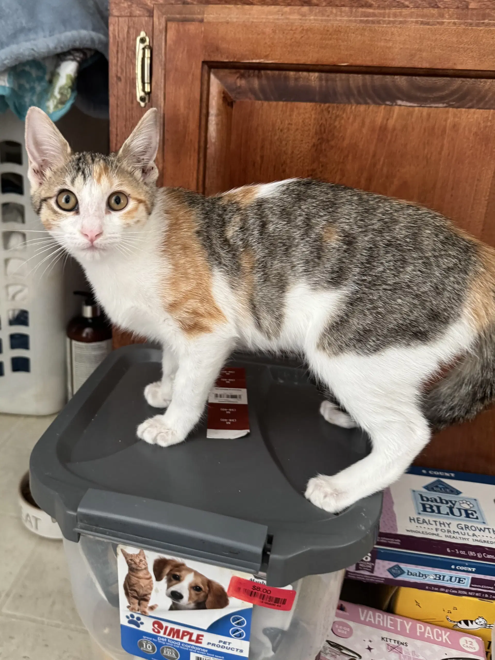 Eunice - Domestic Short Hair