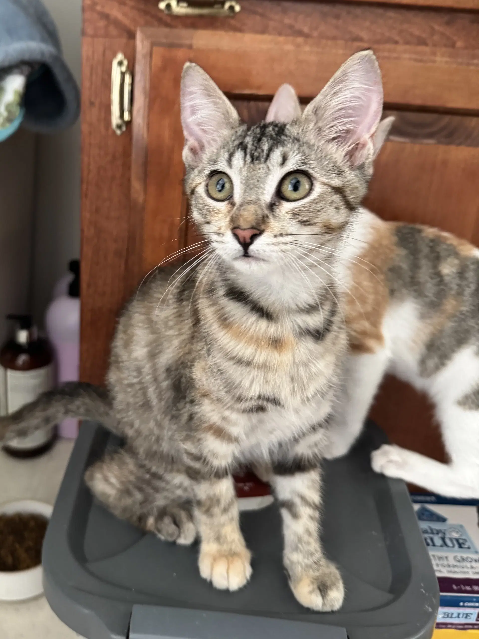 Judith - Domestic Short Hair