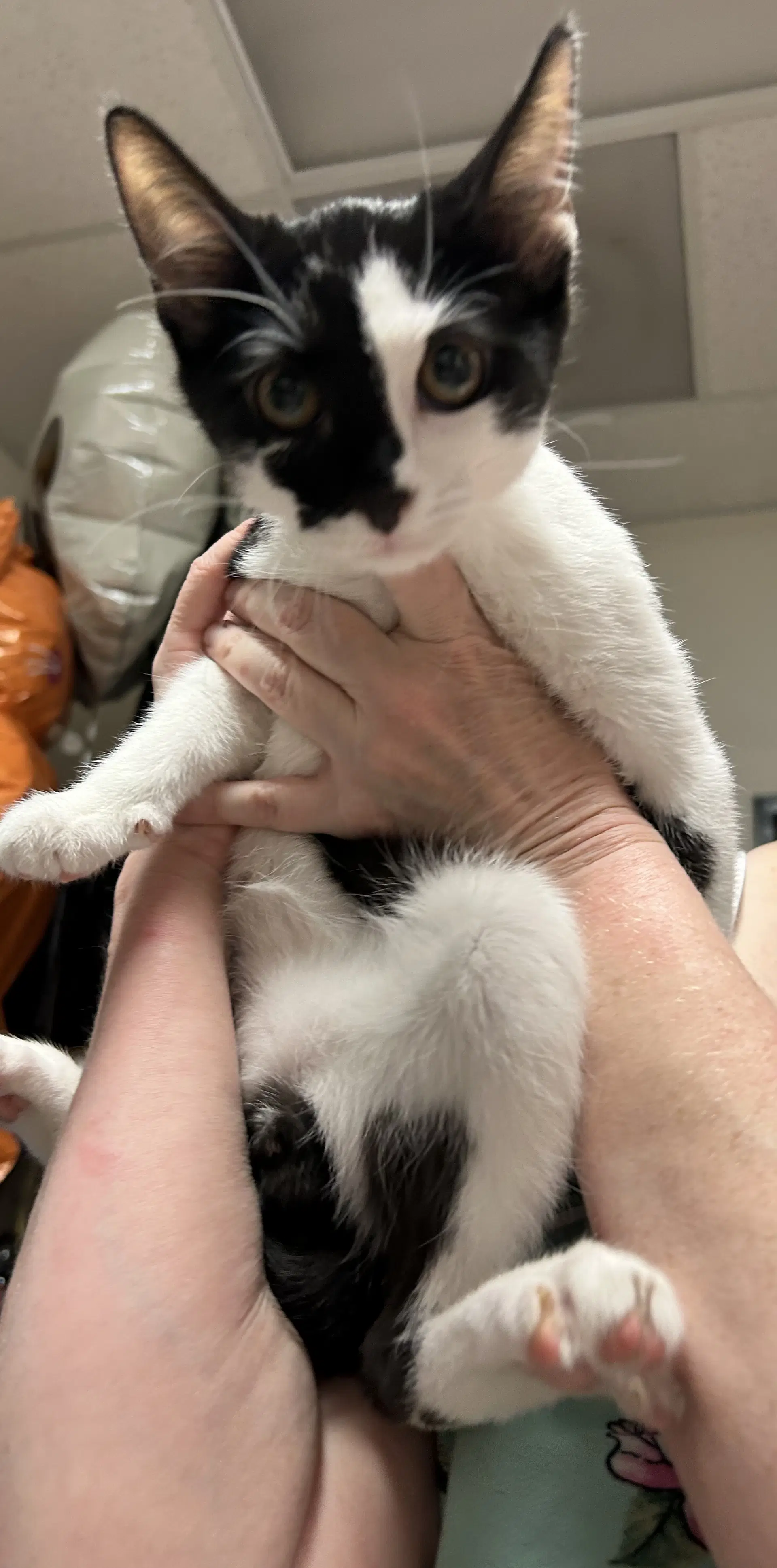Crowley - Domestic Short Hair