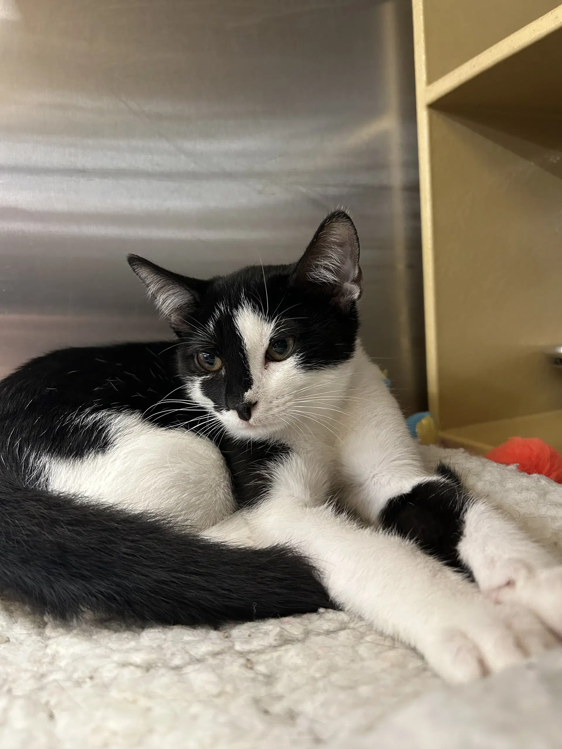 Crowley - Domestic Short Hair