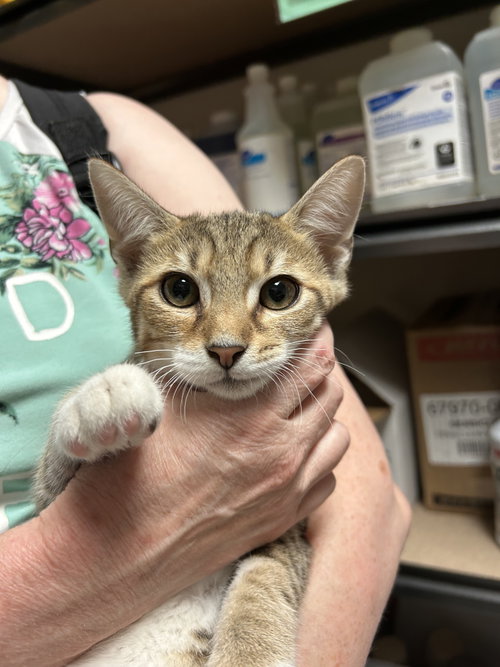 Pier, an adoptable Domestic Short Hair in Columbia, SC