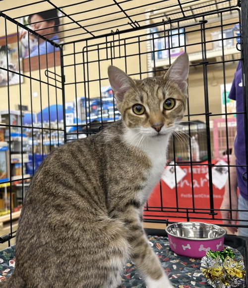 Pier, a cat for adoption from Animal Rescue Carolina, Inc.