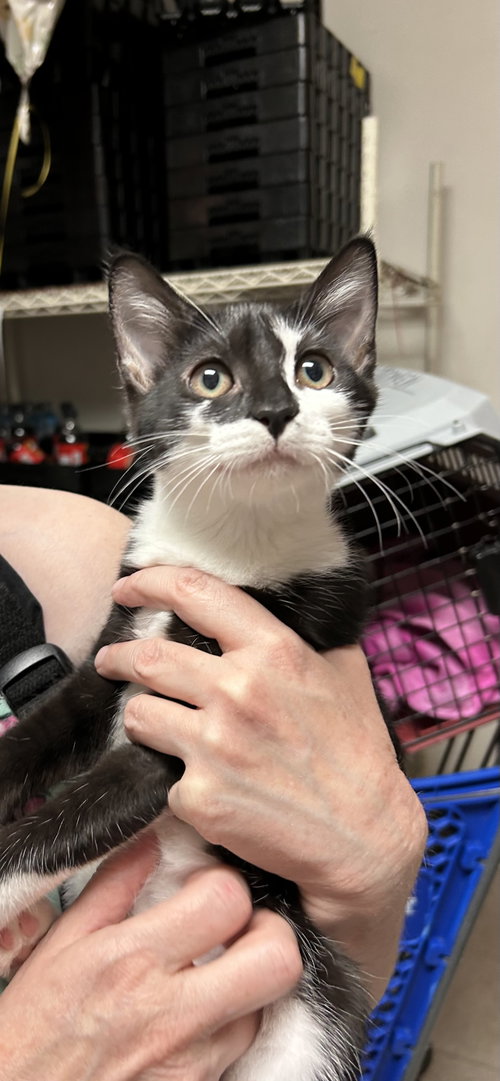 Chella, an adoptable Domestic Short Hair in Columbia, SC