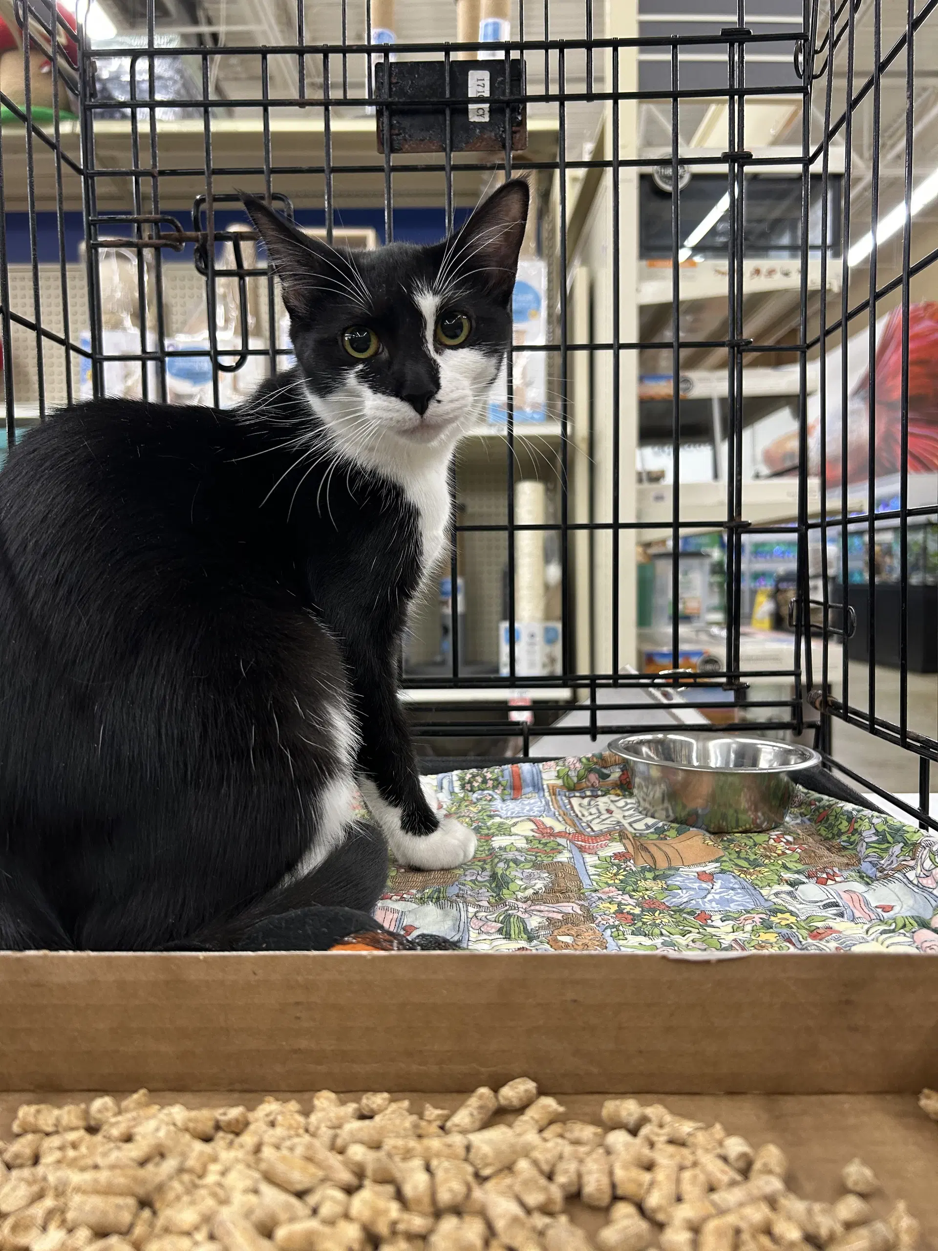 Chella - Domestic Short Hair