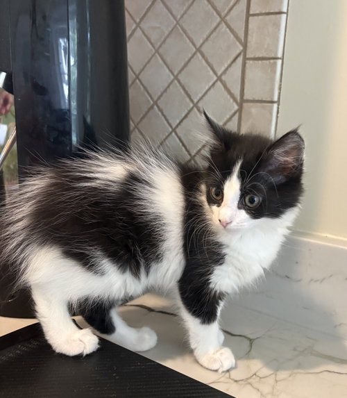 Ava, an adoptable Domestic Long Hair in Columbia, SC