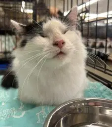 Frieda - Domestic Long Hair