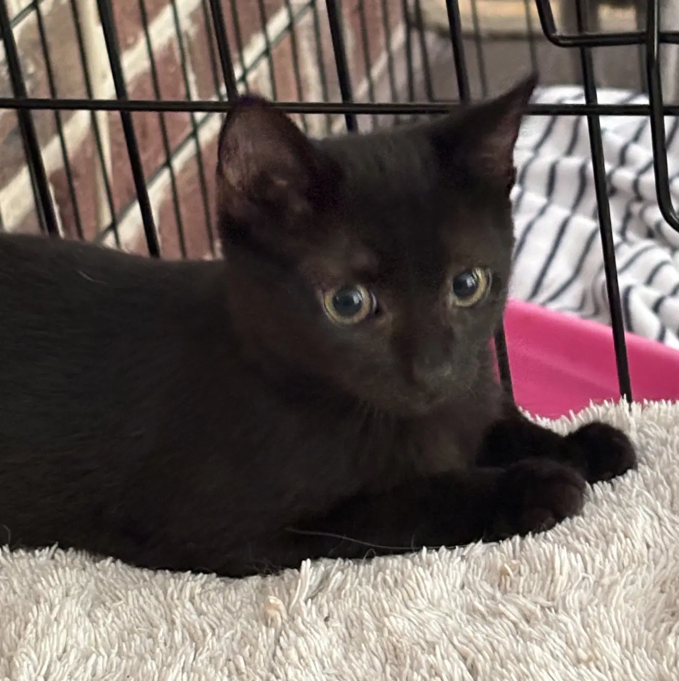 Chibi - Domestic Short Hair