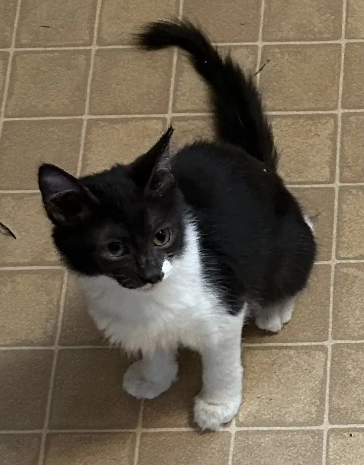 Gilly - Domestic Medium Hair