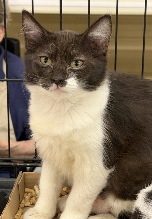Gilly, a cat for adoption from Animal Rescue Carolina, Inc.