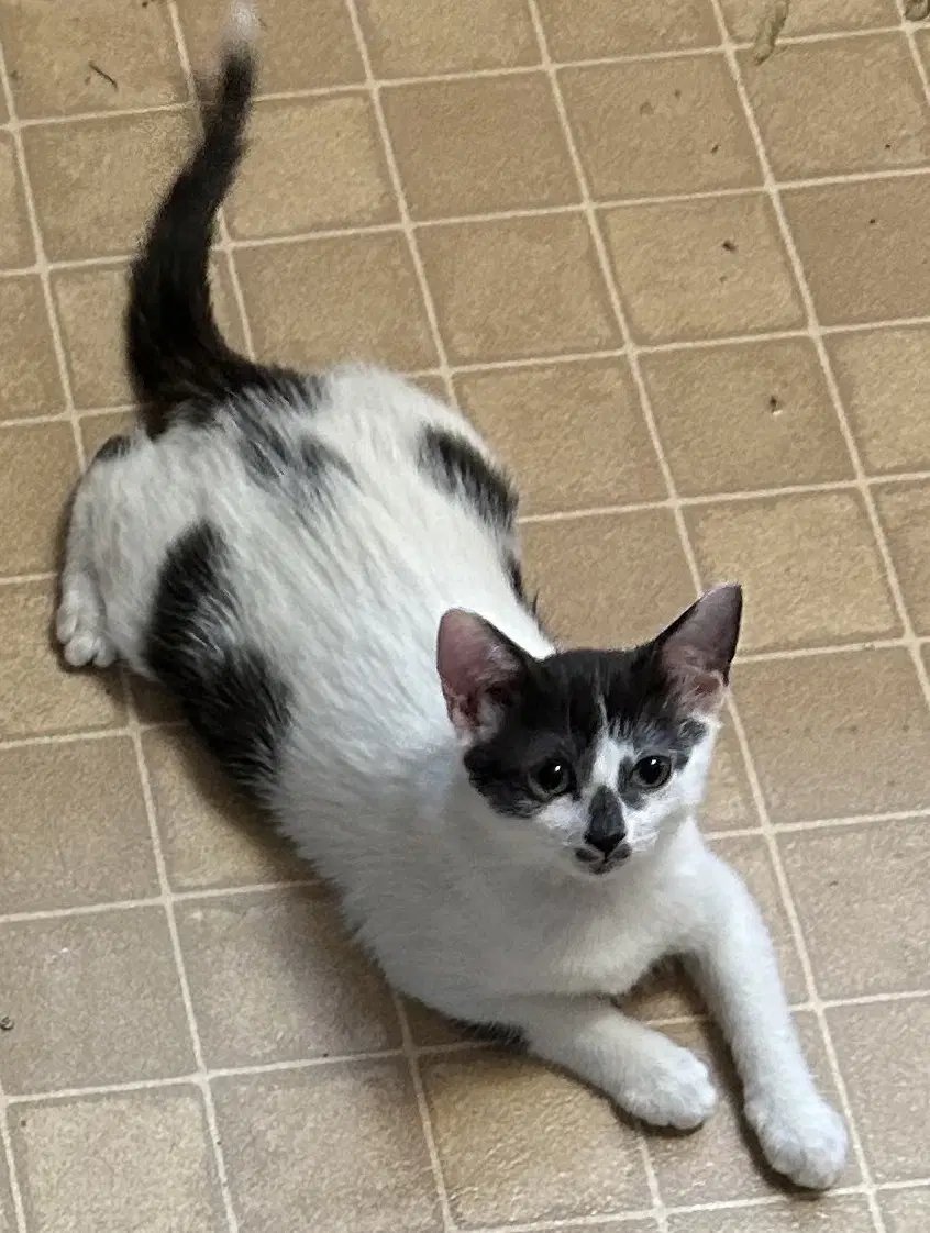 Ayla - Domestic Short Hair