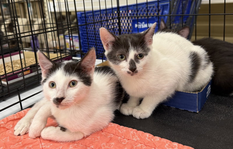 Ayla, an adoptable Domestic Short Hair (short coat)