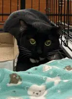 Marlena - Tuxedo