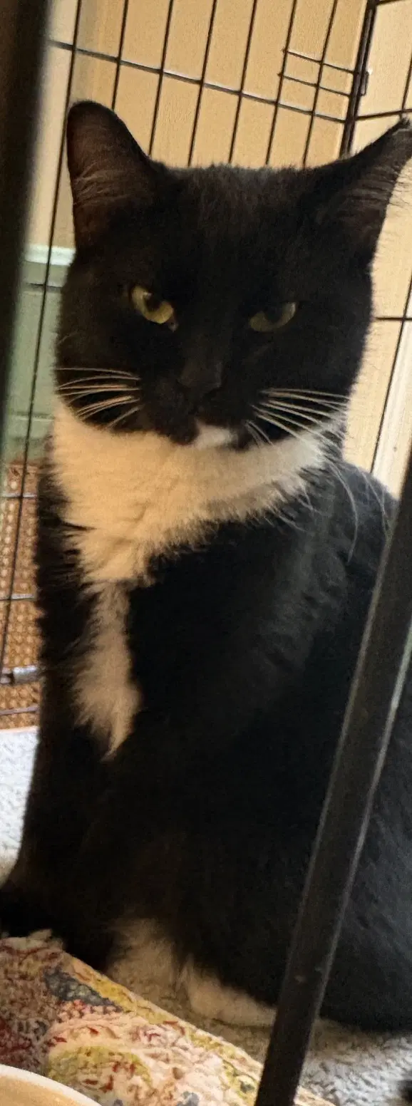 Marlena - Tuxedo