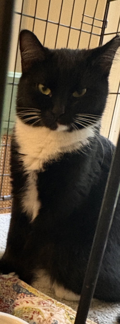 Marlena, a cat for adoption from Animal Rescue Carolina, Inc.