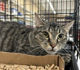 Wil, a cat for adoption from Animal Rescue Carolina, Inc.