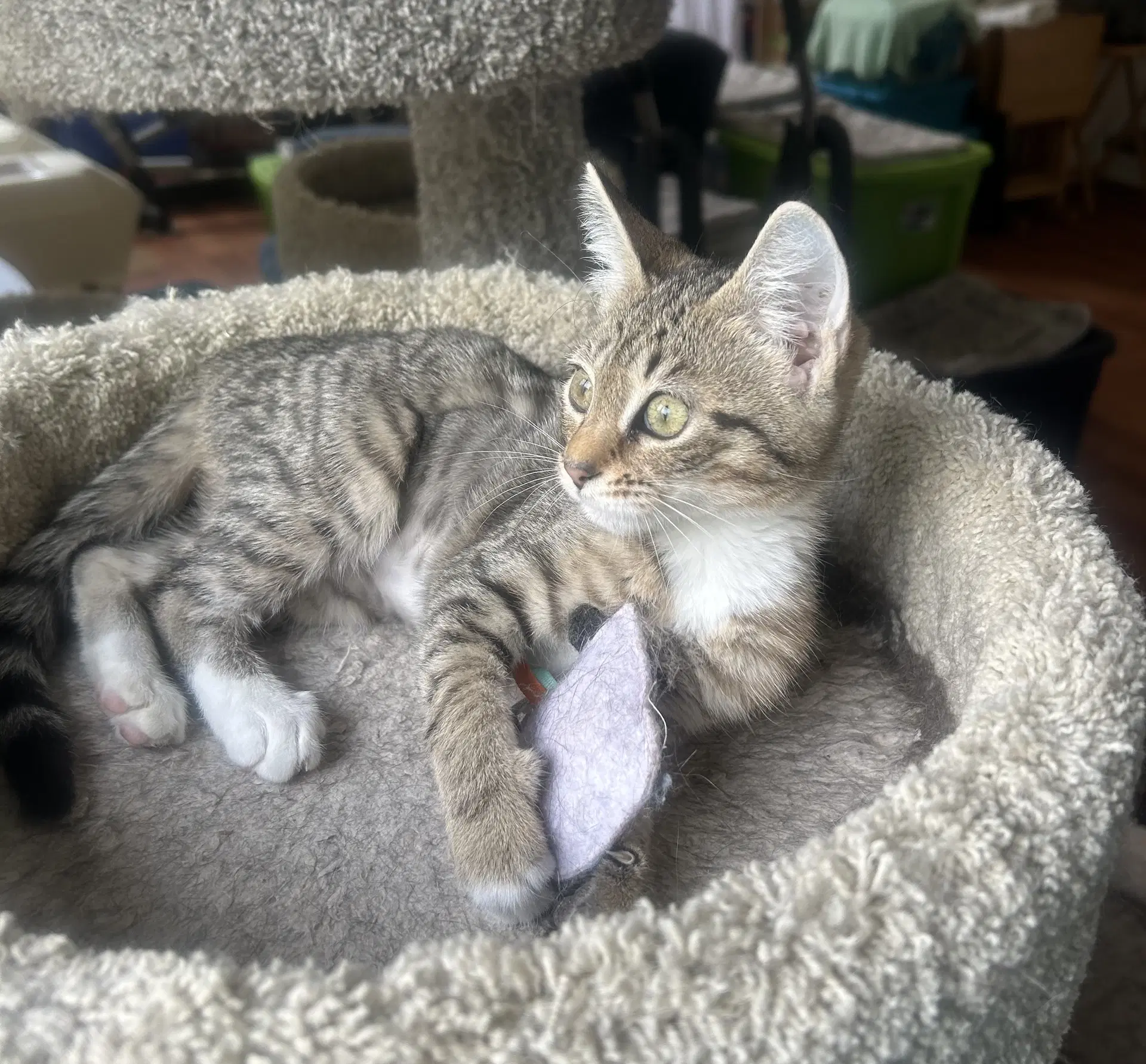 Marilyn - Tabby