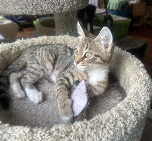 Marilyn, a cat for adoption from Animal Rescue Carolina, Inc.