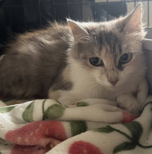 Aria, a cat for adoption from Animal Rescue Carolina, Inc.