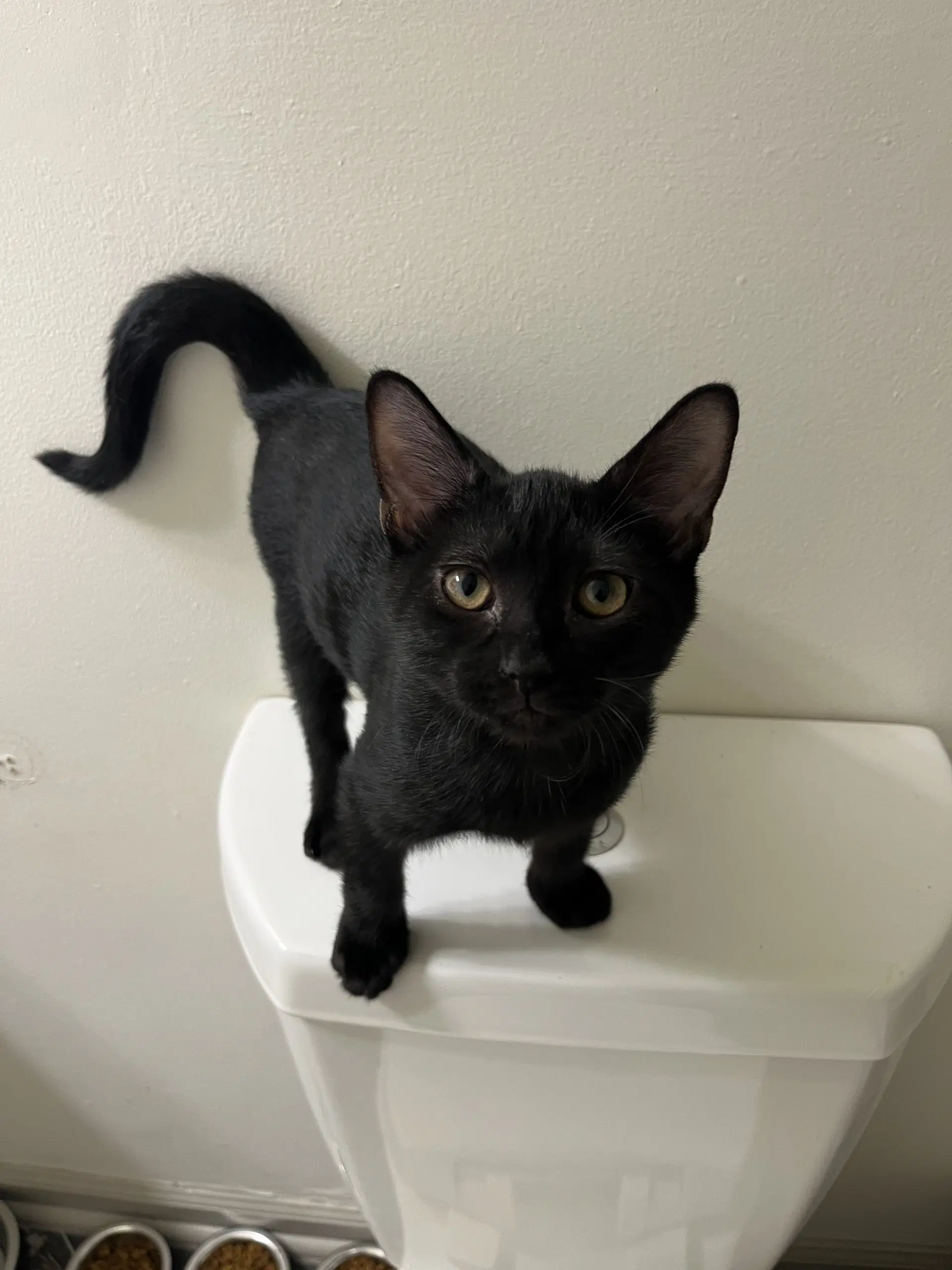 Tiny - Domestic Short Hair