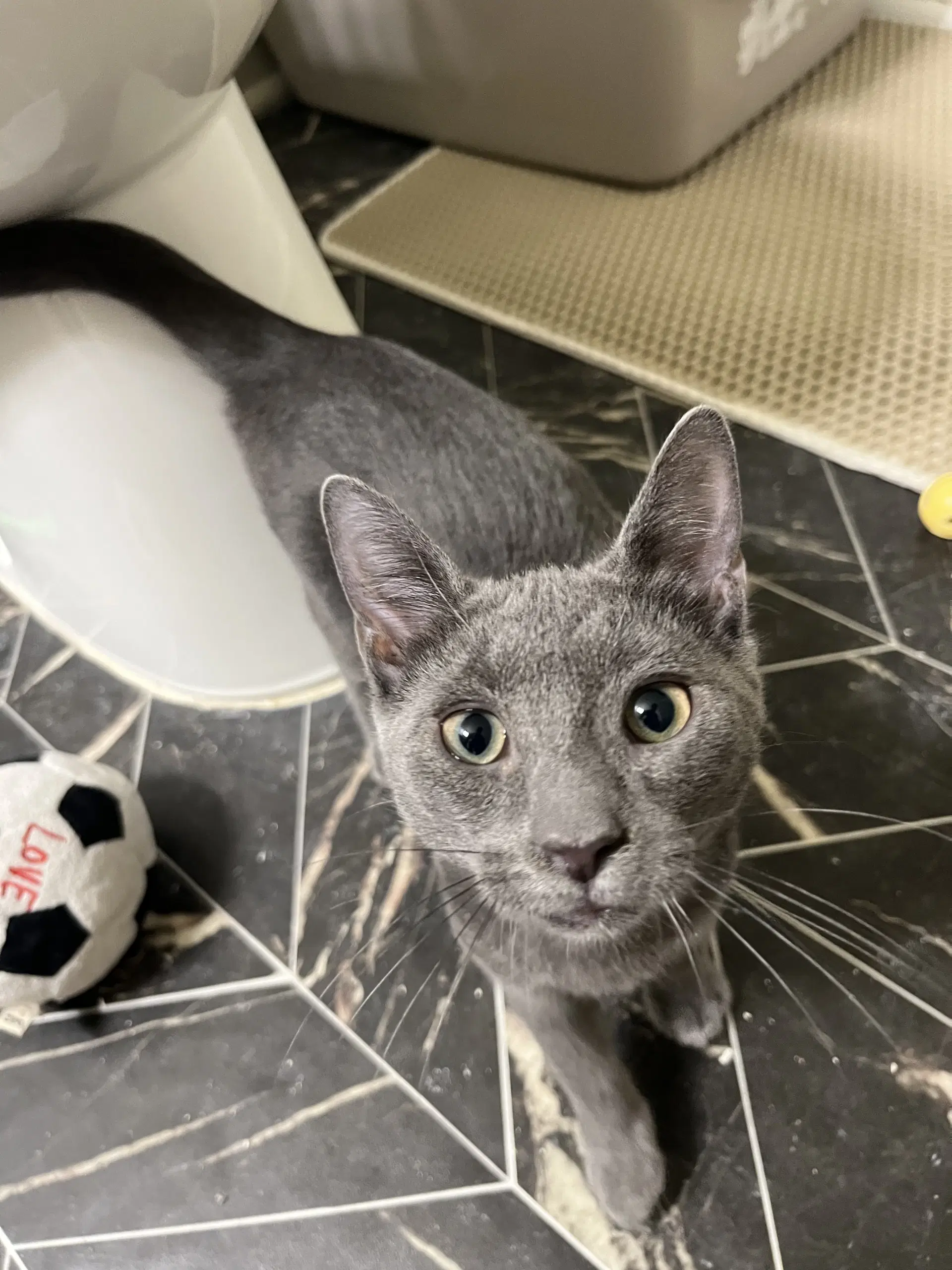 Shabelo - Domestic Short Hair