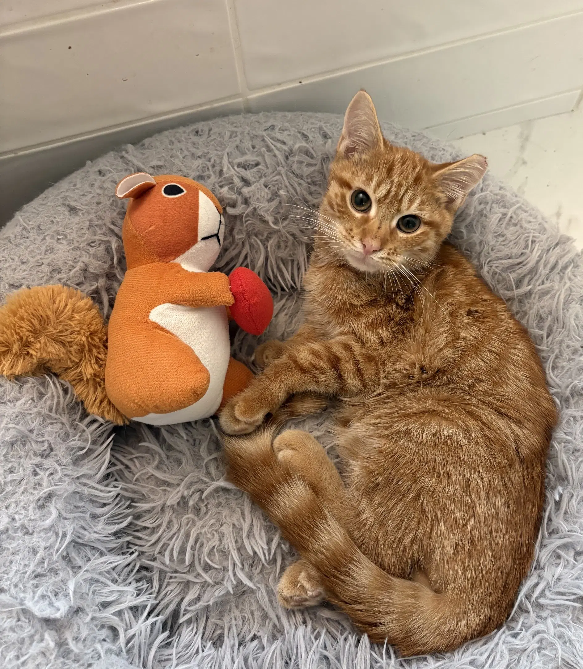 Mars - Tabby